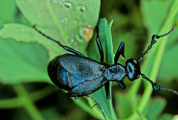 Short-winged Blister Beetle - 2