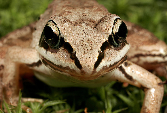 Wood Frog - 3