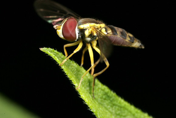 Hoverfly - 2