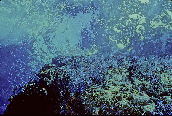 Los Islotes Reef-4