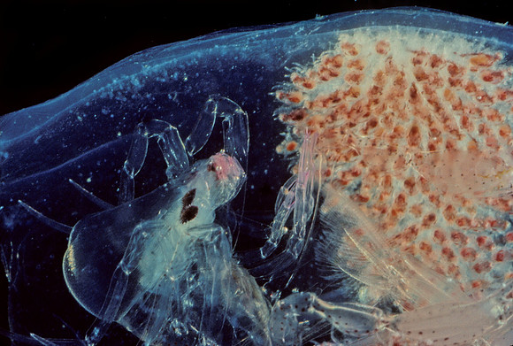 Phronima - 4