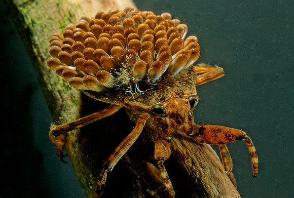 Water Bug Male with Eggs - 3