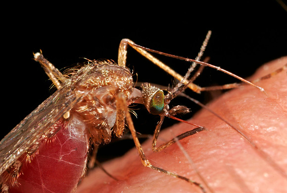 Mosquito Feeding - 4