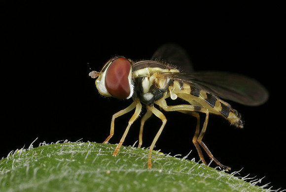 Hoverfly - 4