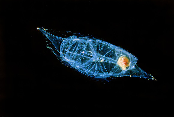 Solitary Salp - 6