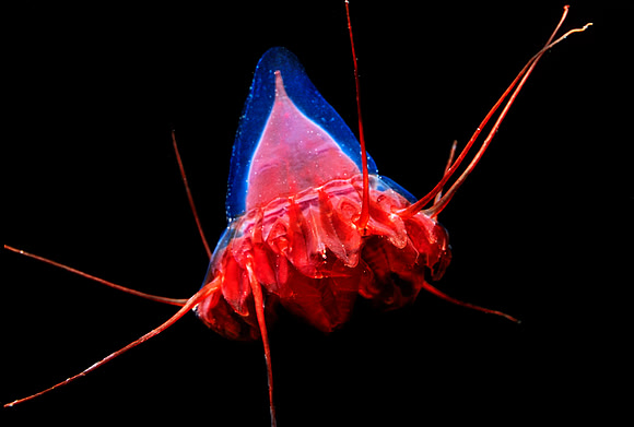 Periphylla - 3