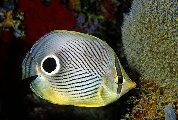 Foureye Butterflyfish - 1