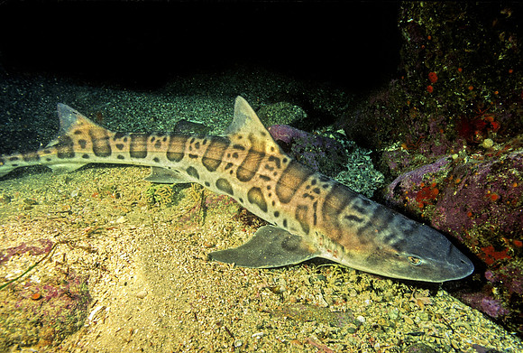 Leopard Shark