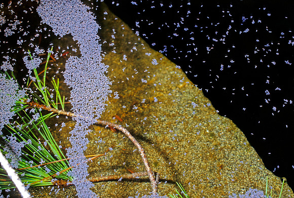 Springtail Aggregation - 2
