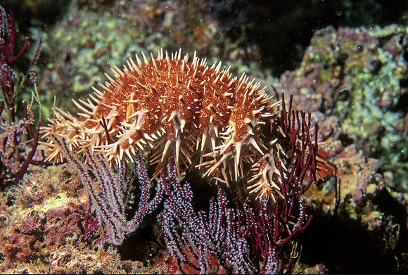 Crown of Thorns - 2