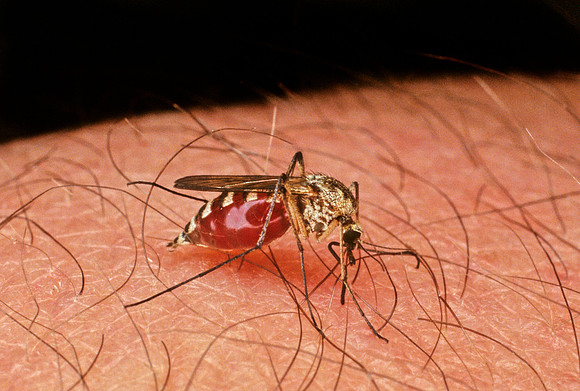 Mosquito Feeding - 2