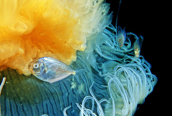 Butterfish & Egg-yolk Jelly