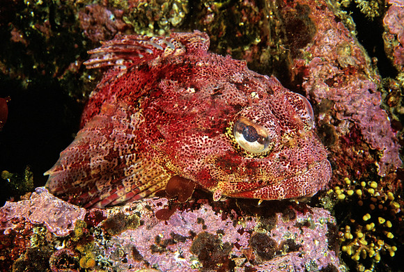Red Irish Lord - 1