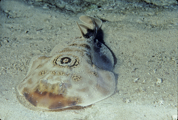 Bullseye Electric Ray