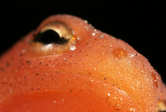 Red Eft Eye - 3