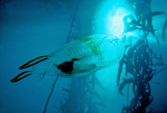 Solitary Salp - 8