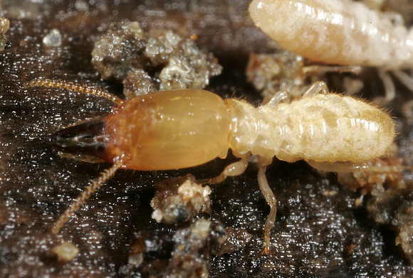 Termite Soldier