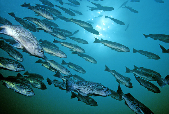 Blue Rockfish - 1