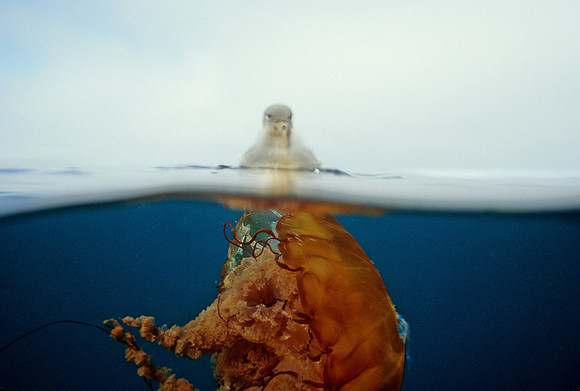 Fulmar & Sea Nettle - 3