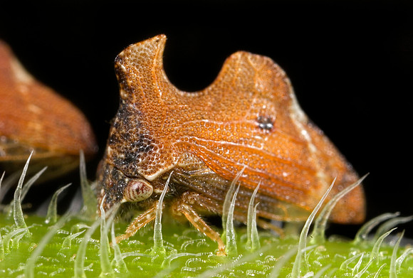 Treehopper - 1