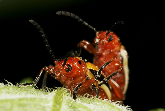 Potato Beetles Mating - 8