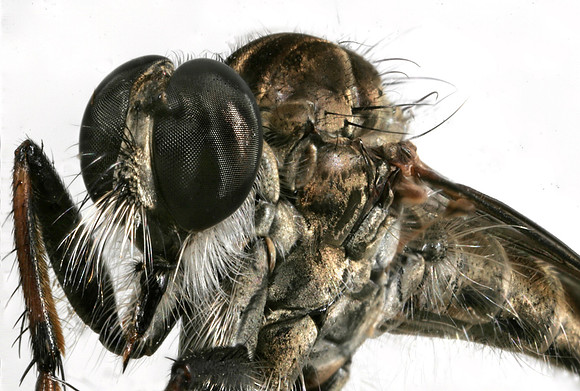Robber Fly - 2