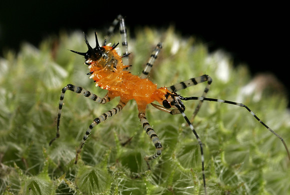 Assassin Bug Nymph - 6