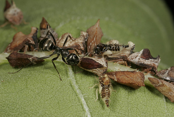 Ant Tending Treehoppers - 1