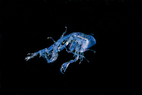 Phronima - 10