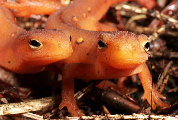 Red Efts - 3