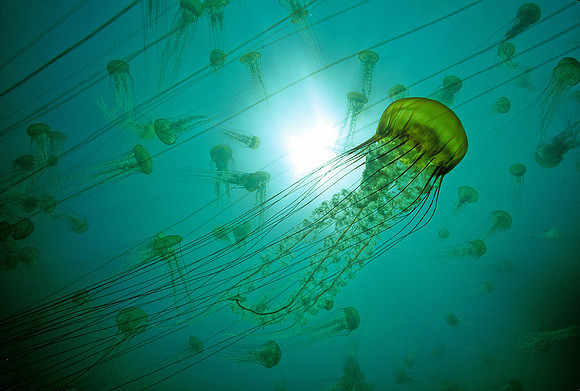 Sea Nettle Swarm - 2