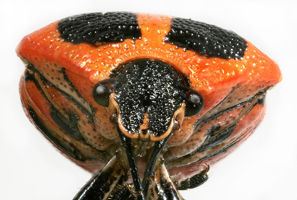 Bug - 4