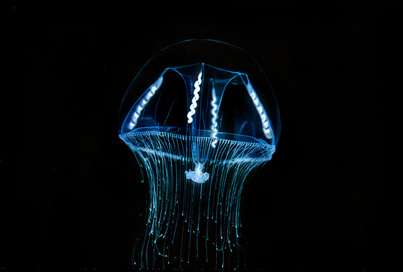 Umbrella Jelly - 2