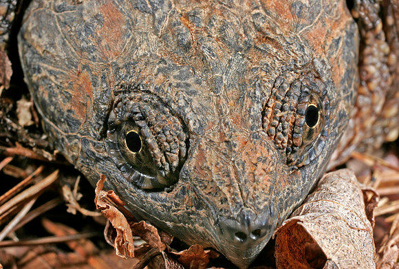Snapping Turtle - 2
