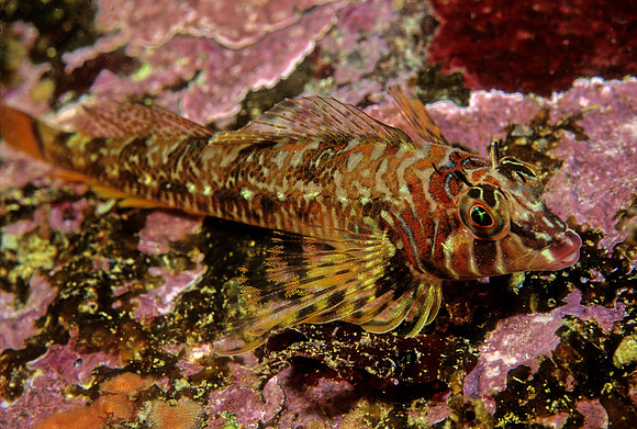 Longfin Sculpin