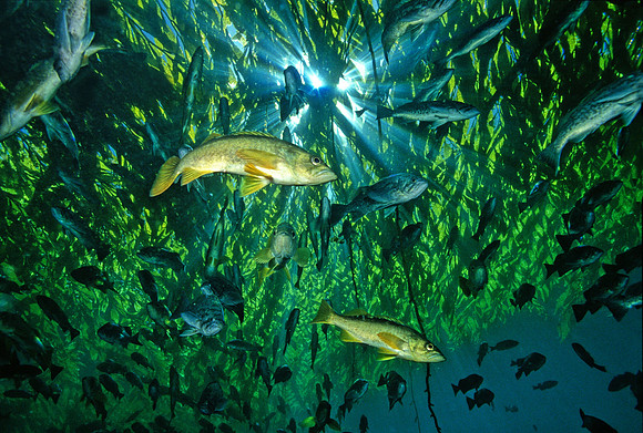 Rockfish Beneath Kelp Canopy