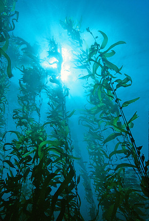 Kelp Forest - 1