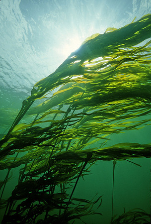 Bull Kelp