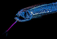 Black-belly Dragonfish