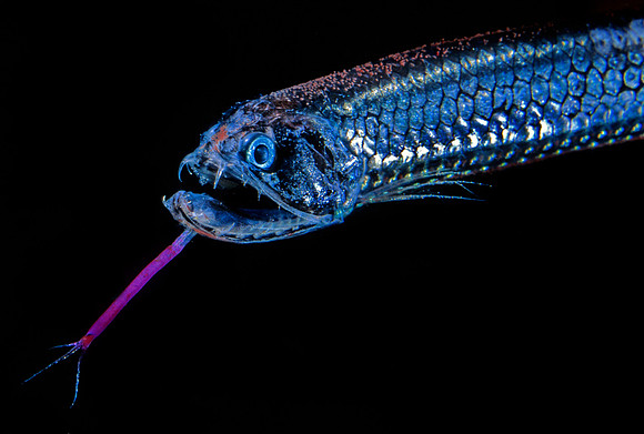 Black-belly Dragonfish