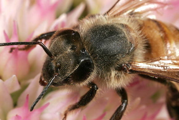 Honeybee - 1