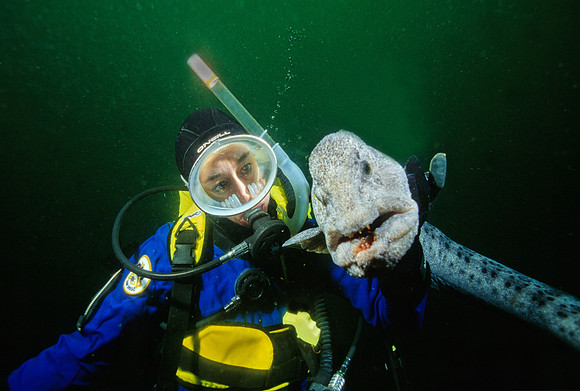 Diver & Wolf-Eel