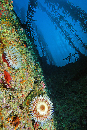 Kelp Forest Wall - 4