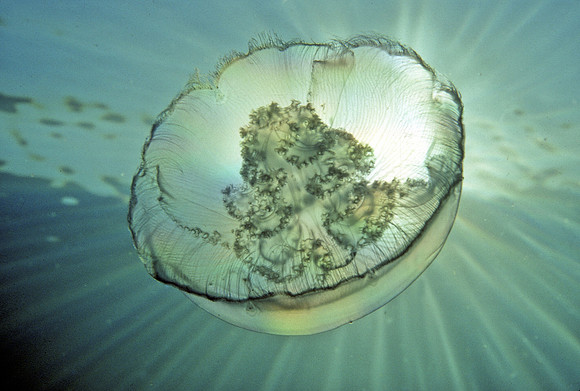 Moon Jelly - 3