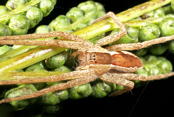 Nursery Web Spider - 2