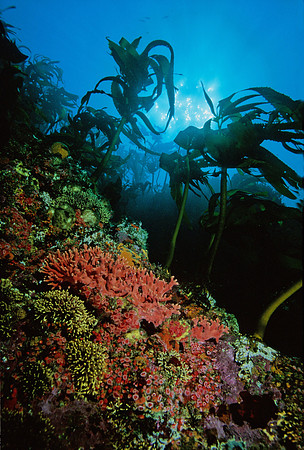 Hydrocoral Wall - 2