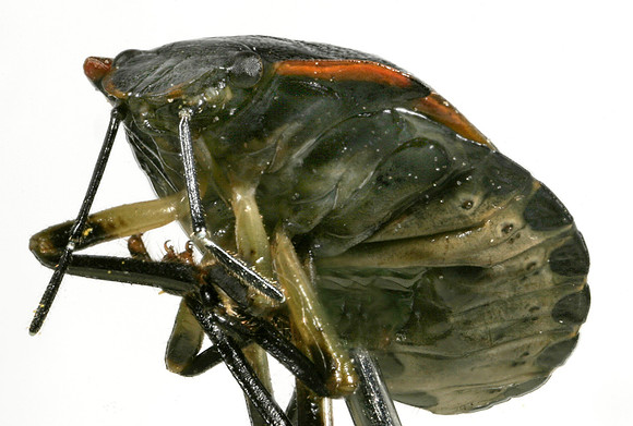 Bug - 3