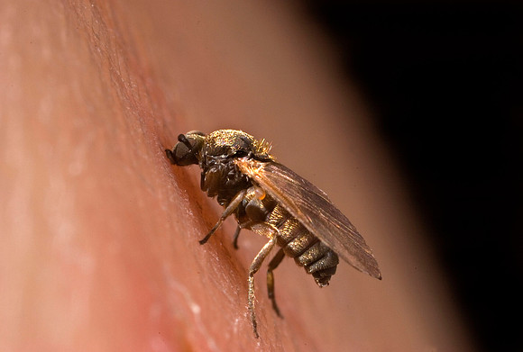 Blackfly Biting