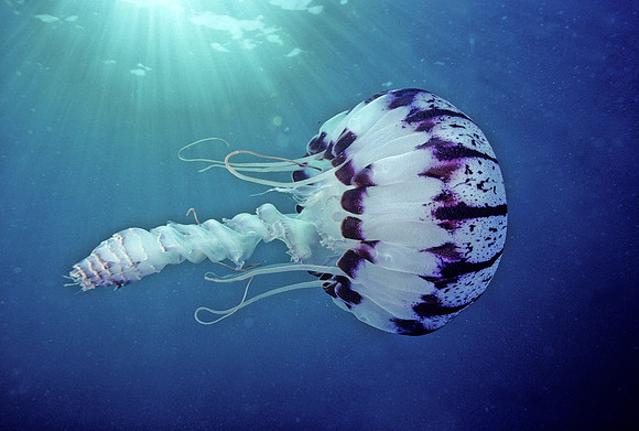 Purple-stripe Jelly - 5
