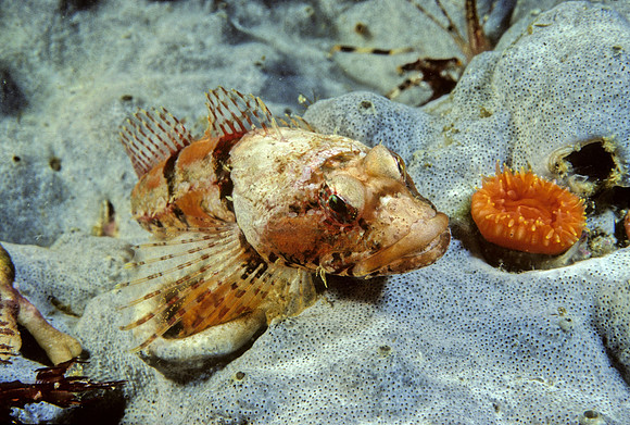 Coralline Sculpin - 1